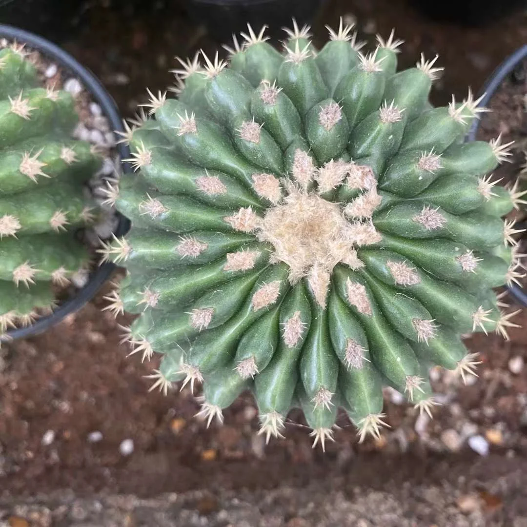 plant Aeonium Echeveria Haworthia  Caudex  Lithops Cactus  Agave 