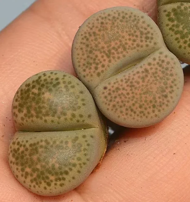 plant Aeonium Echeveria Haworthia  Caudex  Lithops Cactus  Agave 