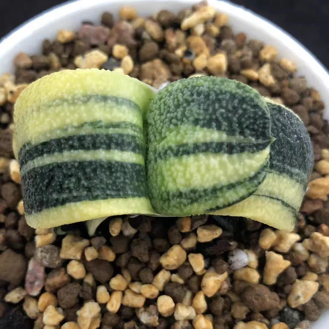 980.Gasteriea armstrongii f.variegata 5.5cm/ Haworthia/ Succulent plants / Garden landscape / Carefully select healthy plants