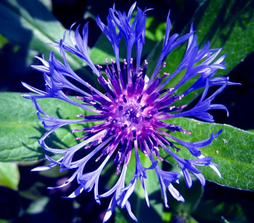 Centaurea montana- Bachelor Buttons