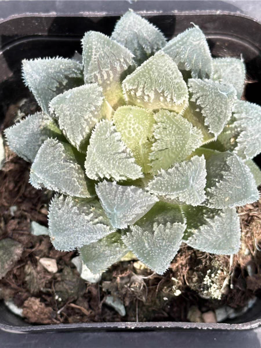 bjbm3.Haworthia  White emperor city4-5cm/ Haworthia/ Succulent plants / Garden landscape / Carefully select healthy plants