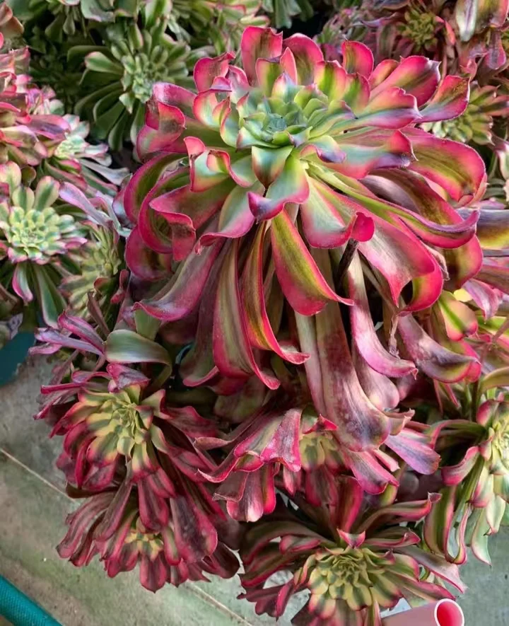 plant Aeonium Echeveria Haworthia  Caudex  Lithops Cactus  Agave 