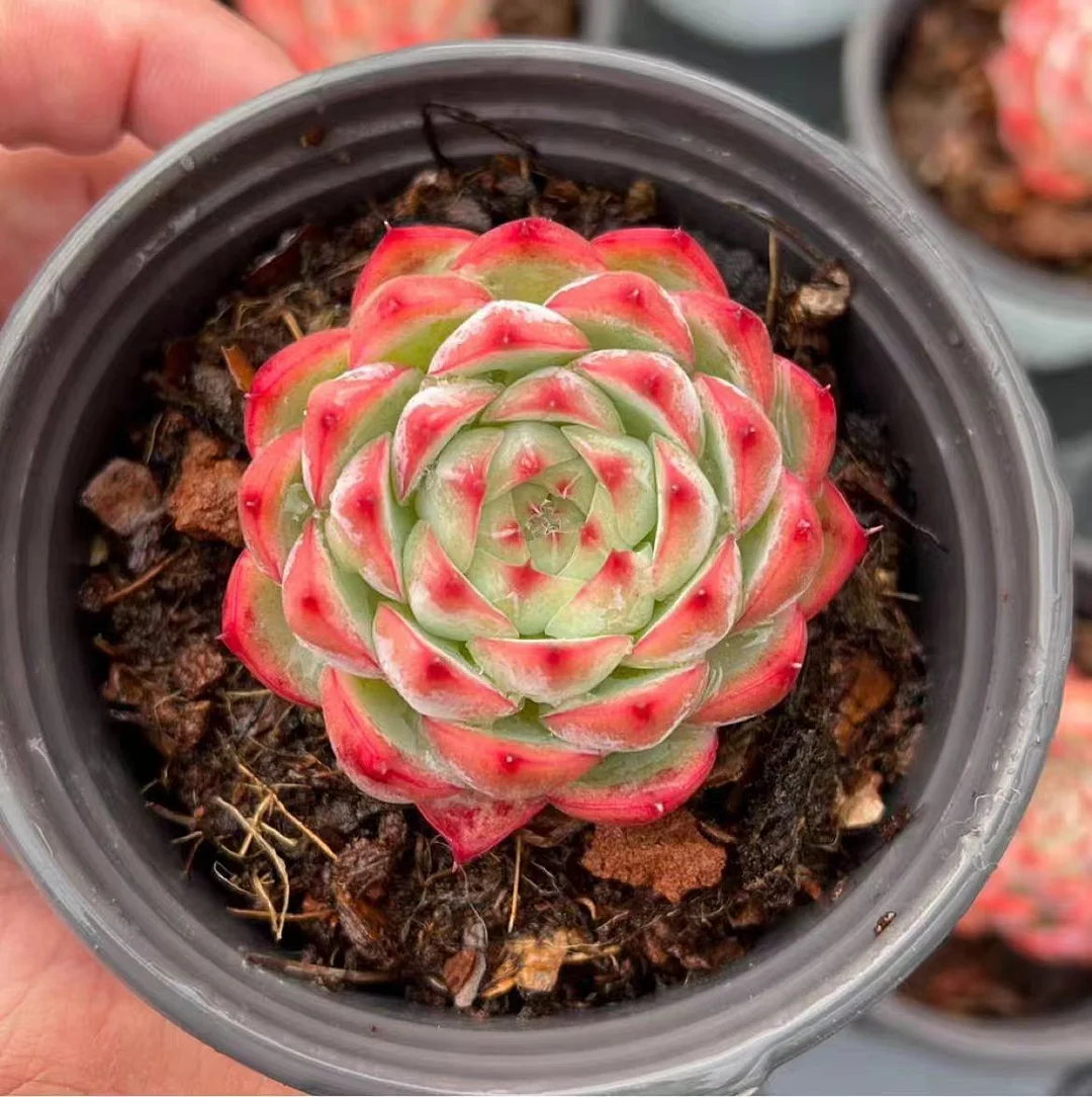 448.Echeveria Crystal Rose. single head  4-5cm/ Echeveria / Succulent plants / Garden landscape / Carefully select healthy plants