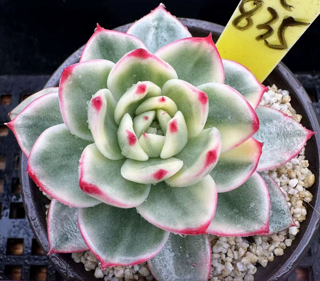 plant Aeonium Echeveria Haworthia  Caudex  Lithops Cactus  Agave 