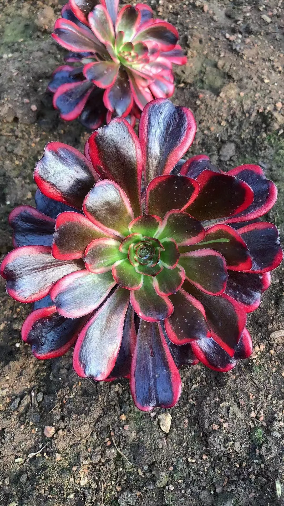 plant Aeonium Echeveria Haworthia  Caudex  Lithops Cactus  Agave 