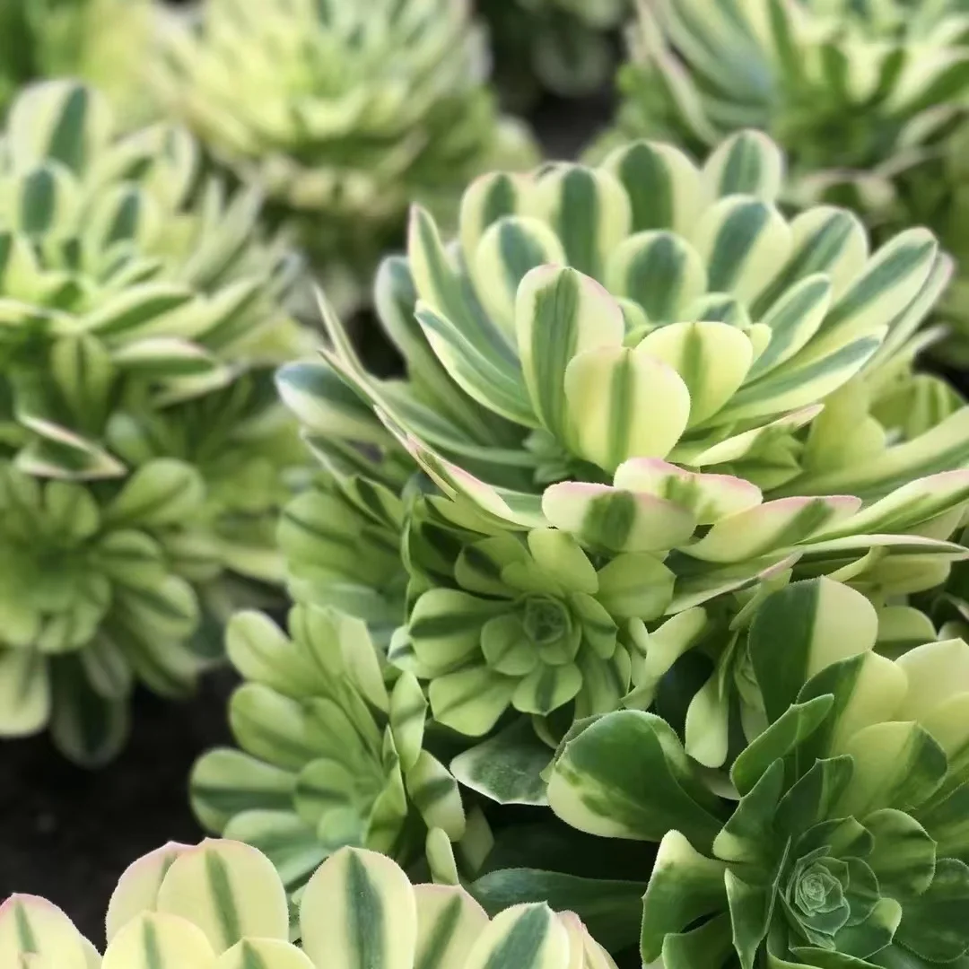 plant Aeonium Echeveria Haworthia  Caudex  Lithops Cactus  Agave 