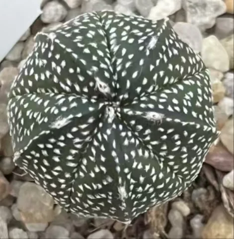 plant Aeonium Echeveria Haworthia  Caudex  Lithops Cactus  Agave 