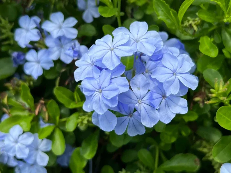 Blue Plumbago Flower Seeds - Blue Gem in the Garden