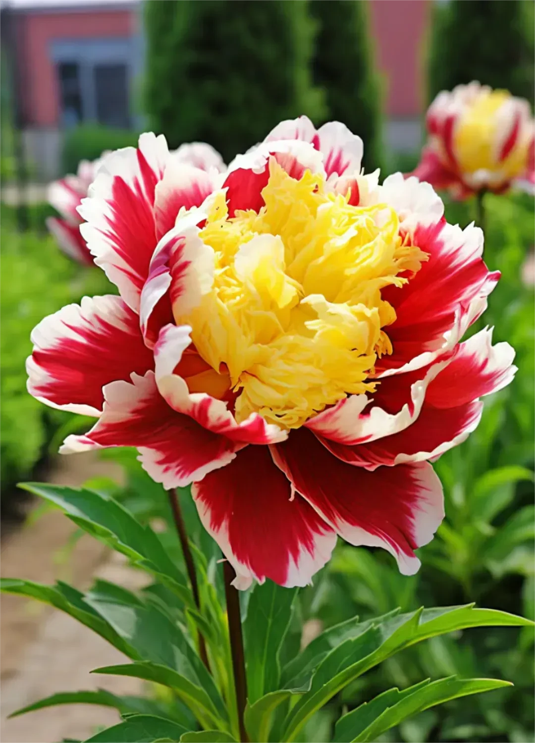 Red Yellow Peony Seeds &ndash; Symbol of luck and wealth