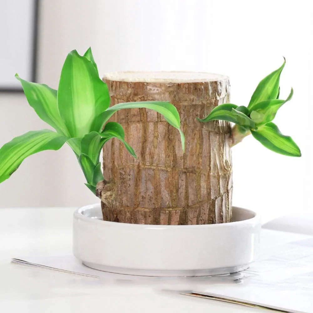 🎁Limit Time Sale 50% OFF🌳Brazilian Lucky Wood Doll  for Luck and Wealth, Easy to Grow Indoors