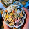 12 Kinds of Ultra-small Shells Conch + Starfish Abalone Shell + Glass Sand Collection Specimens