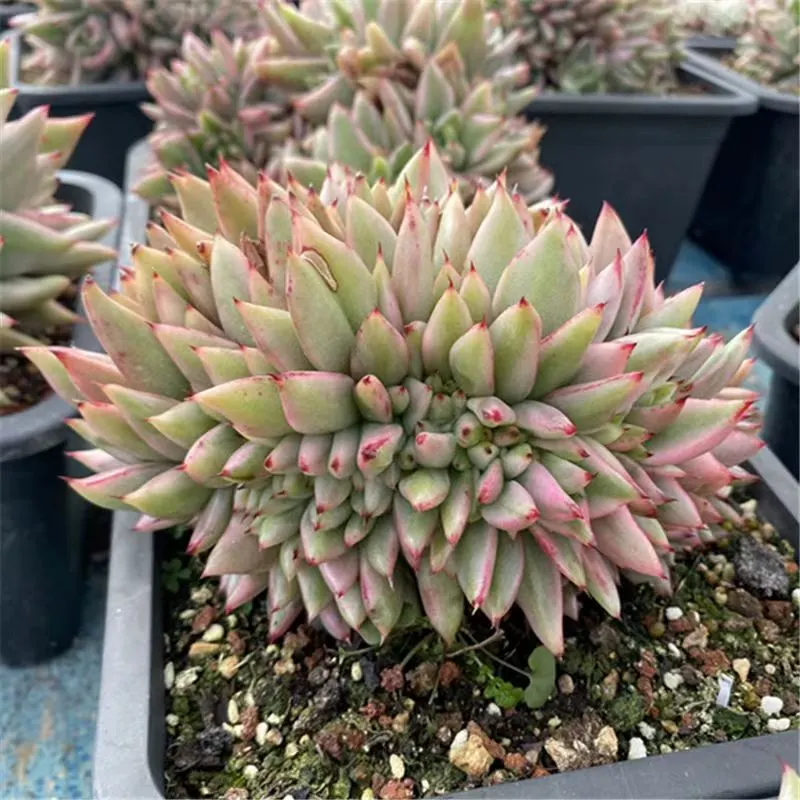 plant Aeonium Echeveria Haworthia  Caudex  Lithops Cactus  Agave 