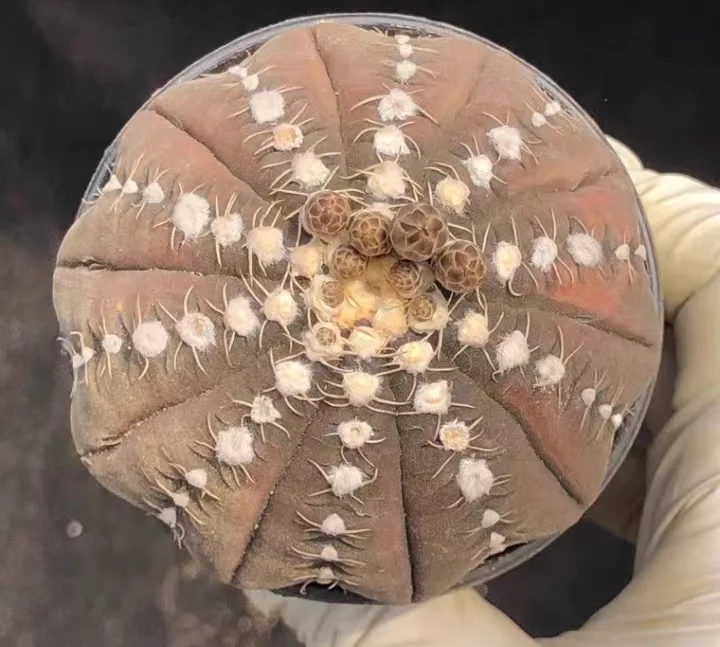 plant Aeonium Echeveria Haworthia  Caudex  Lithops Cactus  Agave 