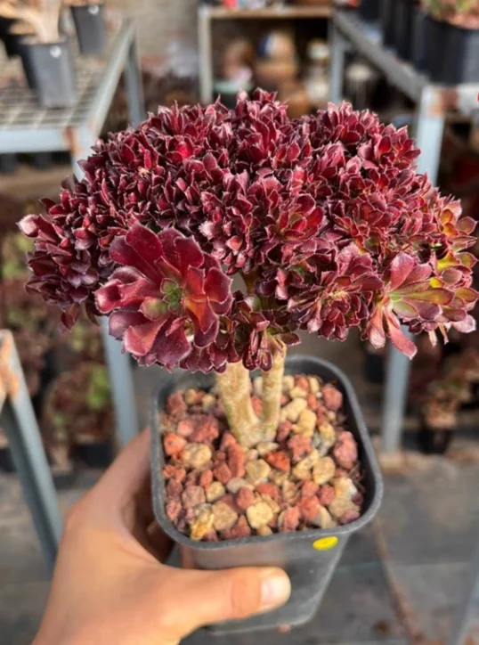 plant Aeonium Echeveria Haworthia  Caudex  Lithops Cactus  Agave 