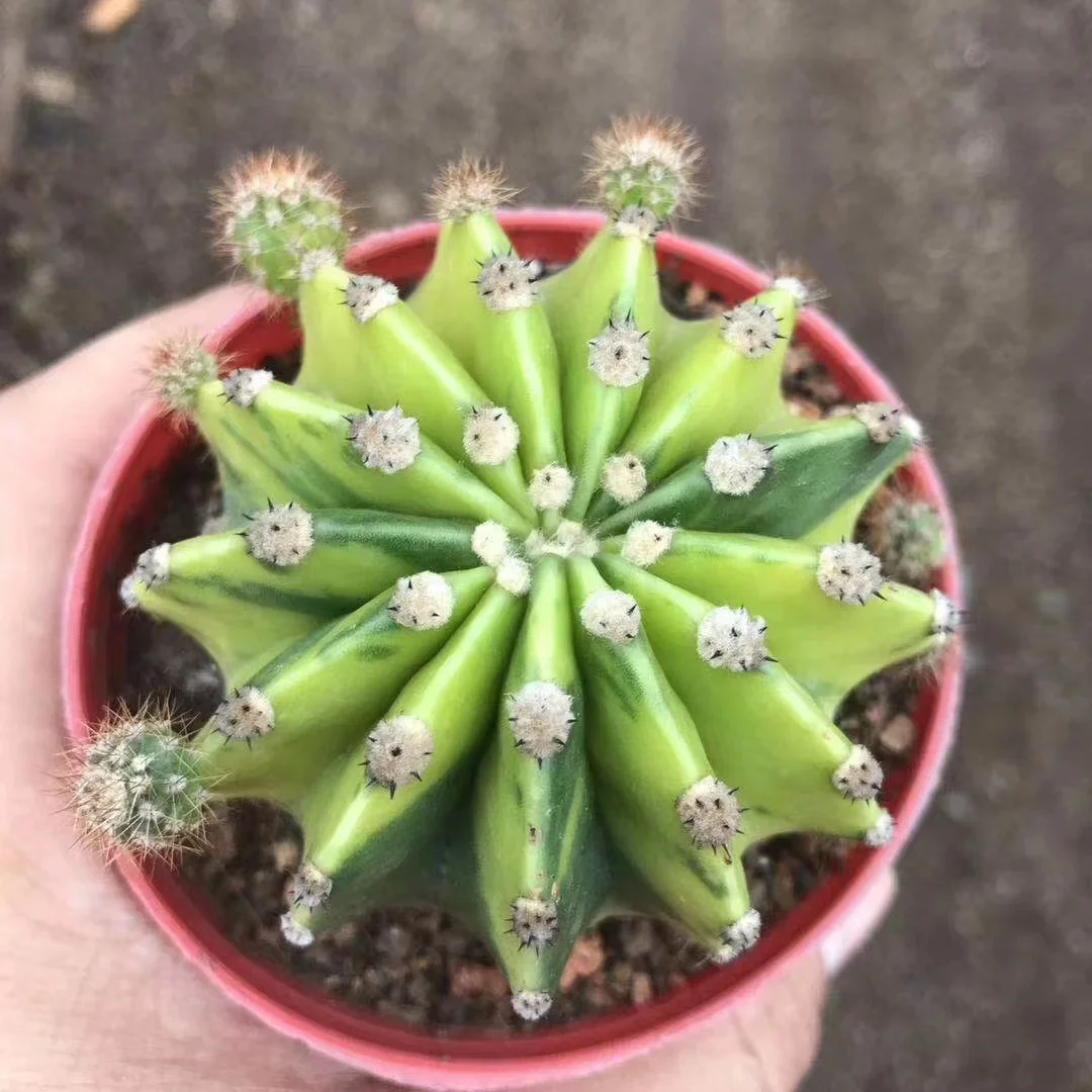 plant Aeonium Echeveria Haworthia  Caudex  Lithops Cactus  Agave 