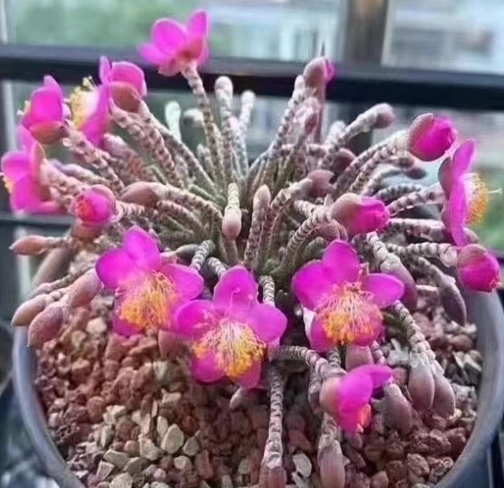 769. Anacampseros alstonii   1-1.5cm / Caudex / Succulent plants / Garden landscape / Carefully select healthy plants