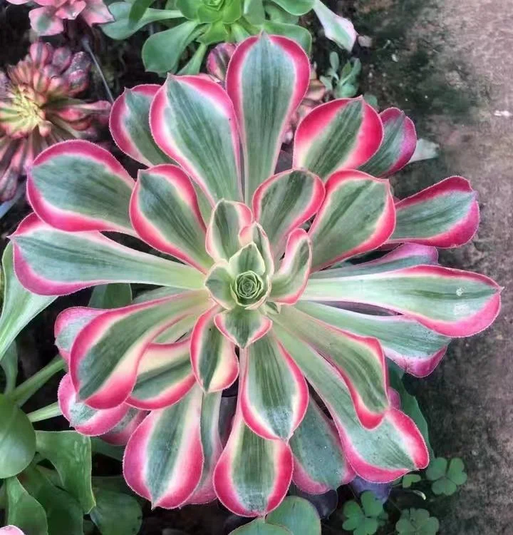 plant Aeonium Echeveria Haworthia  Caudex  Lithops Cactus  Agave 