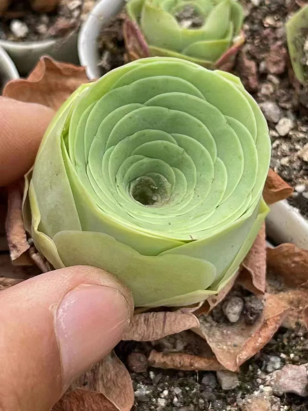 plant Aeonium Echeveria Haworthia  Caudex  Lithops Cactus  Agave 