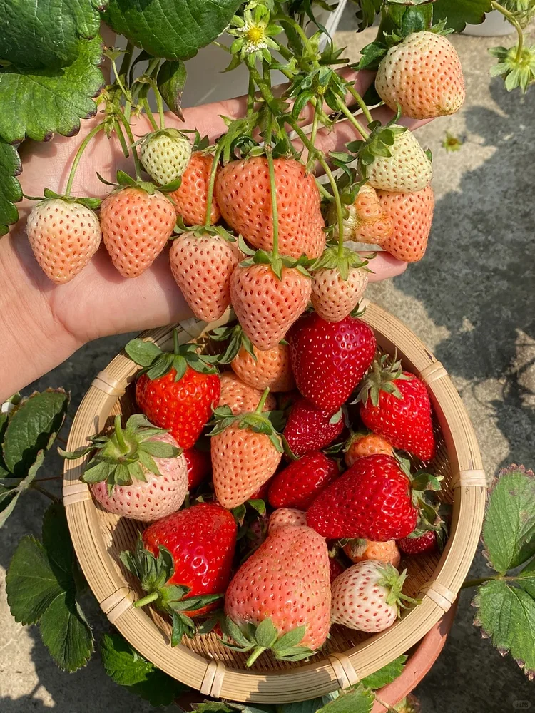Dream Crystal Strawberry Seeds🍓 – Grow Luscious, Sweet Strawberries at Home!