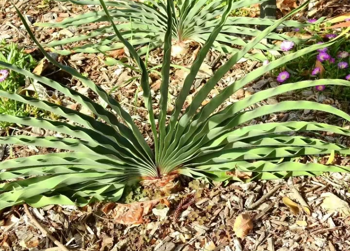 plant Aeonium Echeveria Haworthia  Caudex  Lithops Cactus  Agave 