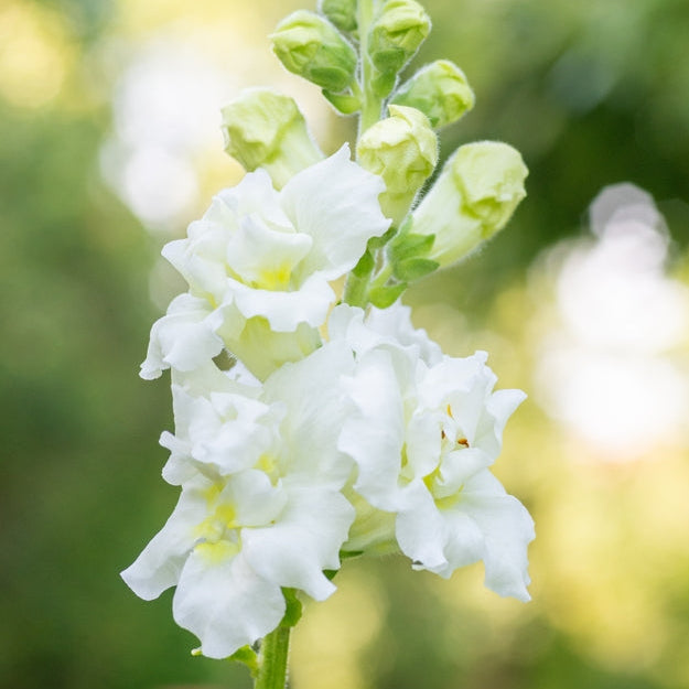 Snapdragon Madame Butterfly Ivory Flower | X 50 Seeds