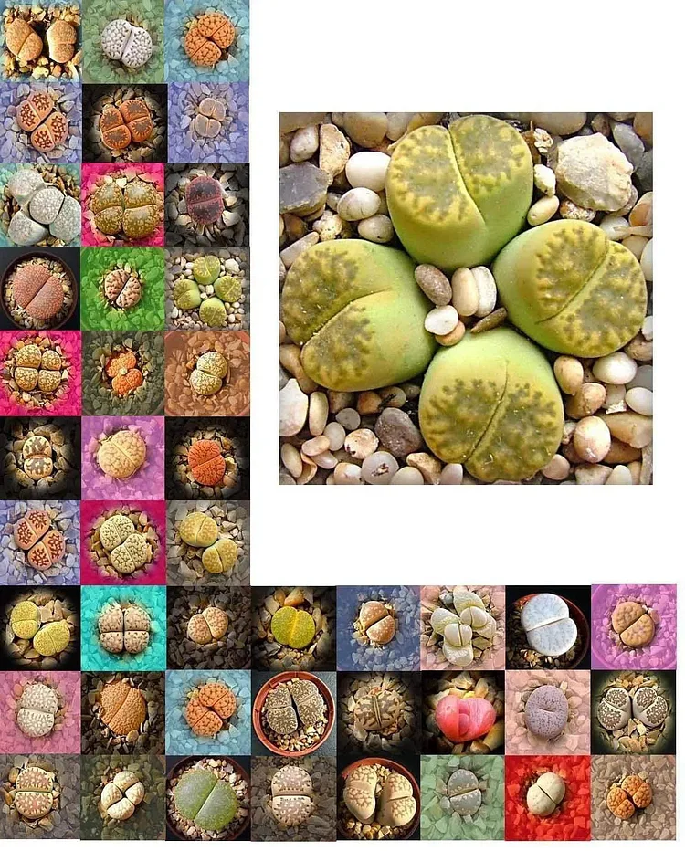 Lebende Steine Samen (Lithops-Arten-Mix) - Das Anbauen von Kakteen / SUKKULENTEN macht Spaß und ist lohnend! - Mehrjährig