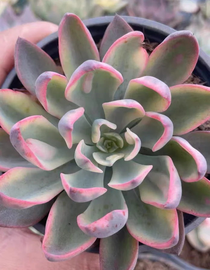 plant Aeonium Echeveria Haworthia  Caudex  Lithops Cactus  Agave 