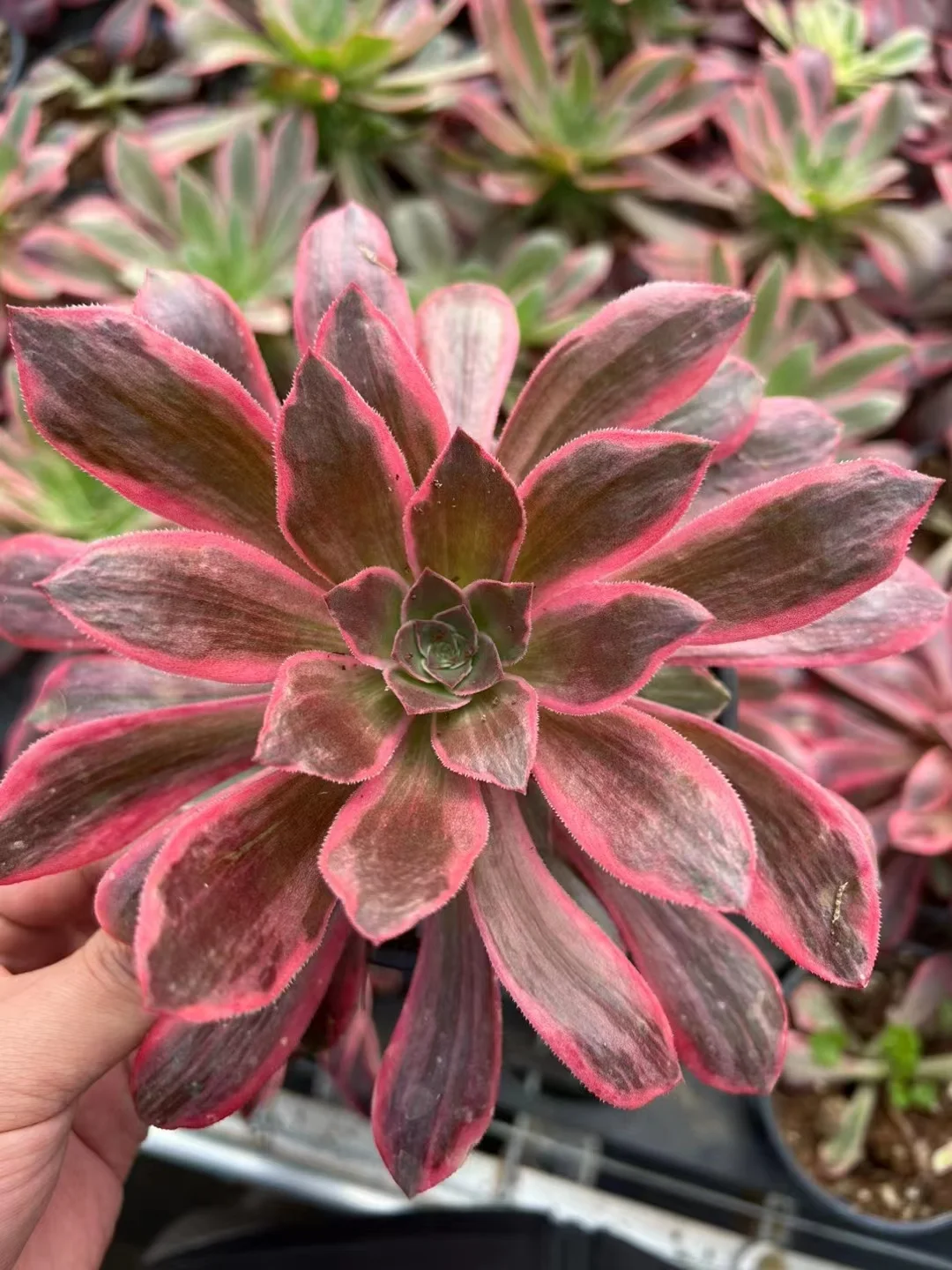 plant Aeonium Echeveria Haworthia  Caudex  Lithops Cactus  Agave 