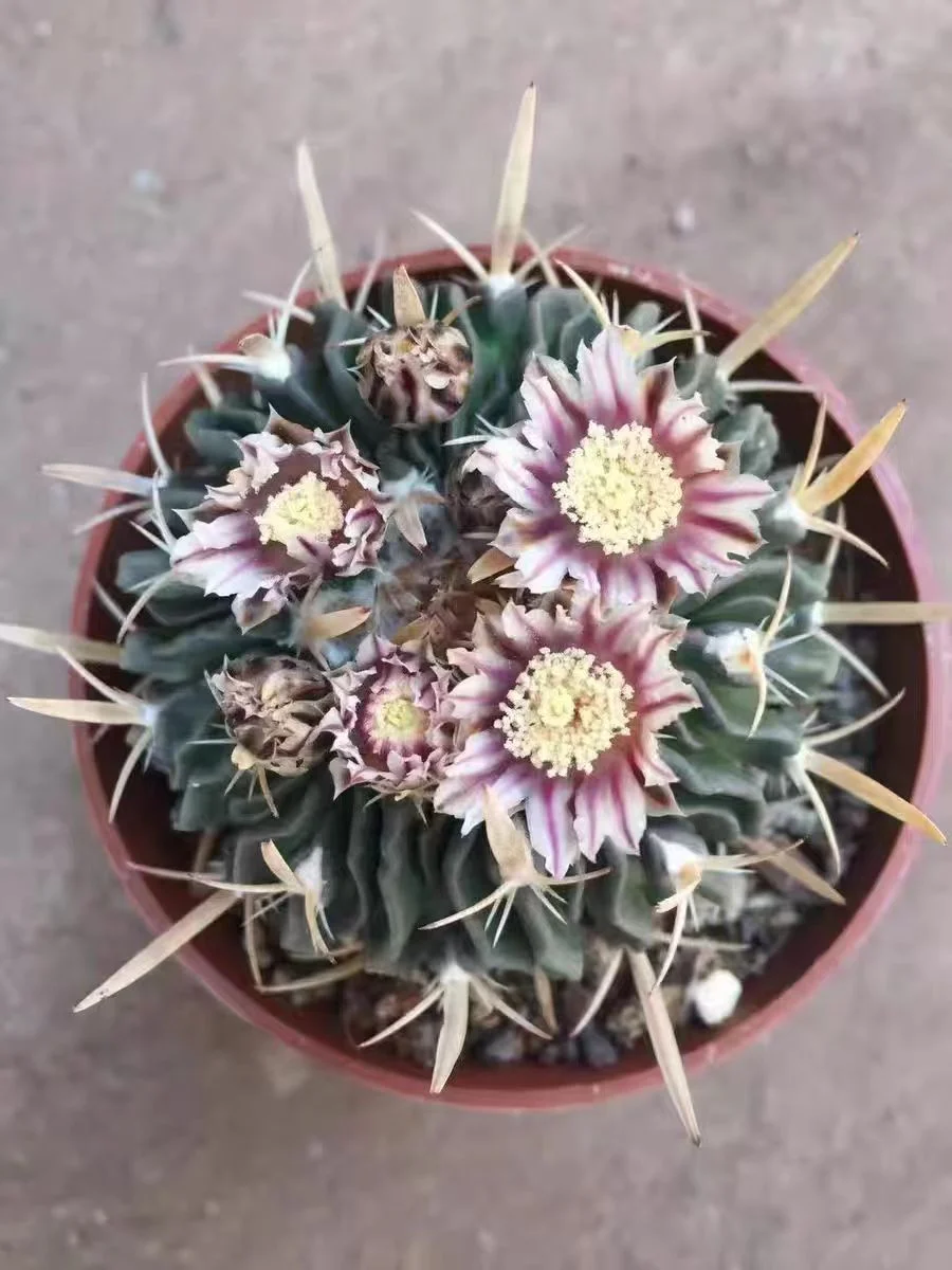 588.  EchinofosstulocactuSlloydiiBrittetrose 3-4cm has roots /Cactus plants /Succulent plants /  Garden landscape / Carefully select healthy plants