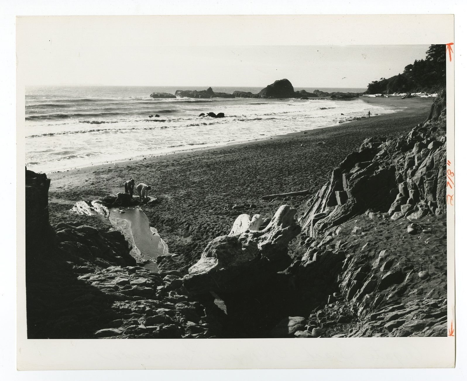 Washington State - Vintage 8x10 Publication Photo Poster paintinggraph - Olympic National Park