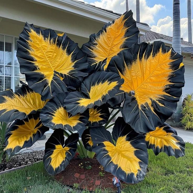 Scarlet Shadow-Giant Alocasia Bulbs🍃Transform Your Space with Tropical Majesty