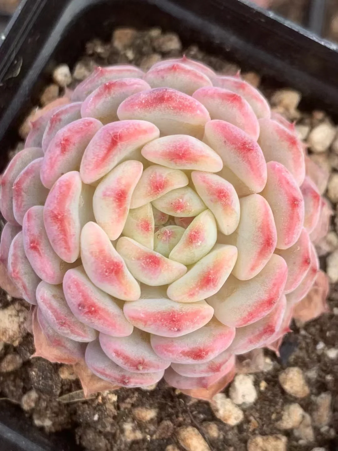 740.   White hani  single head and cluster / Echeveria / Succulent plants / Garden landscape / Carefully select healthy plants