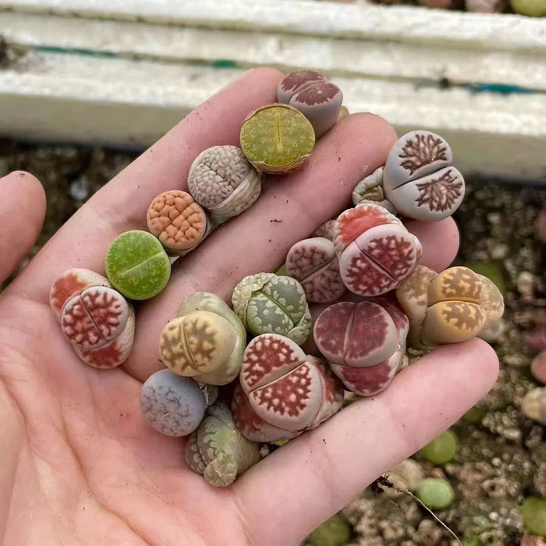 plant Aeonium Echeveria Haworthia  Caudex  Lithops Cactus  Agave 