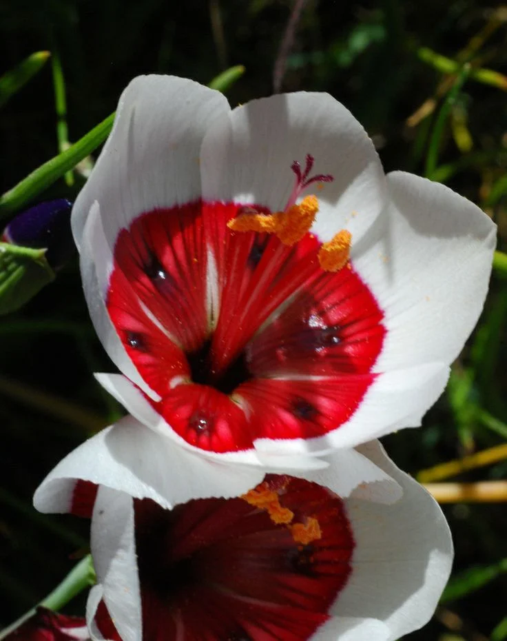 White Geissorhiza radians