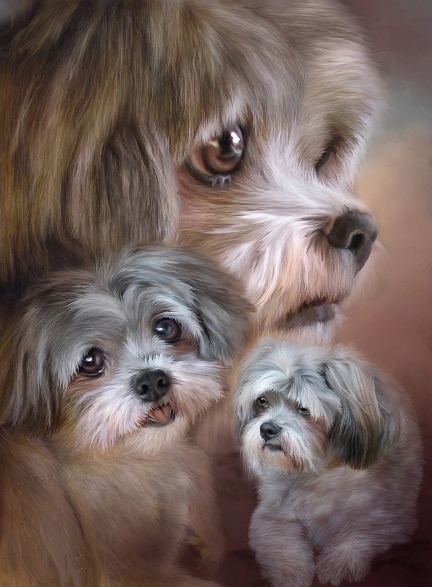 

Shih Tzu Dogs – Paint By Numbers - 40*50CM, 501 Original
