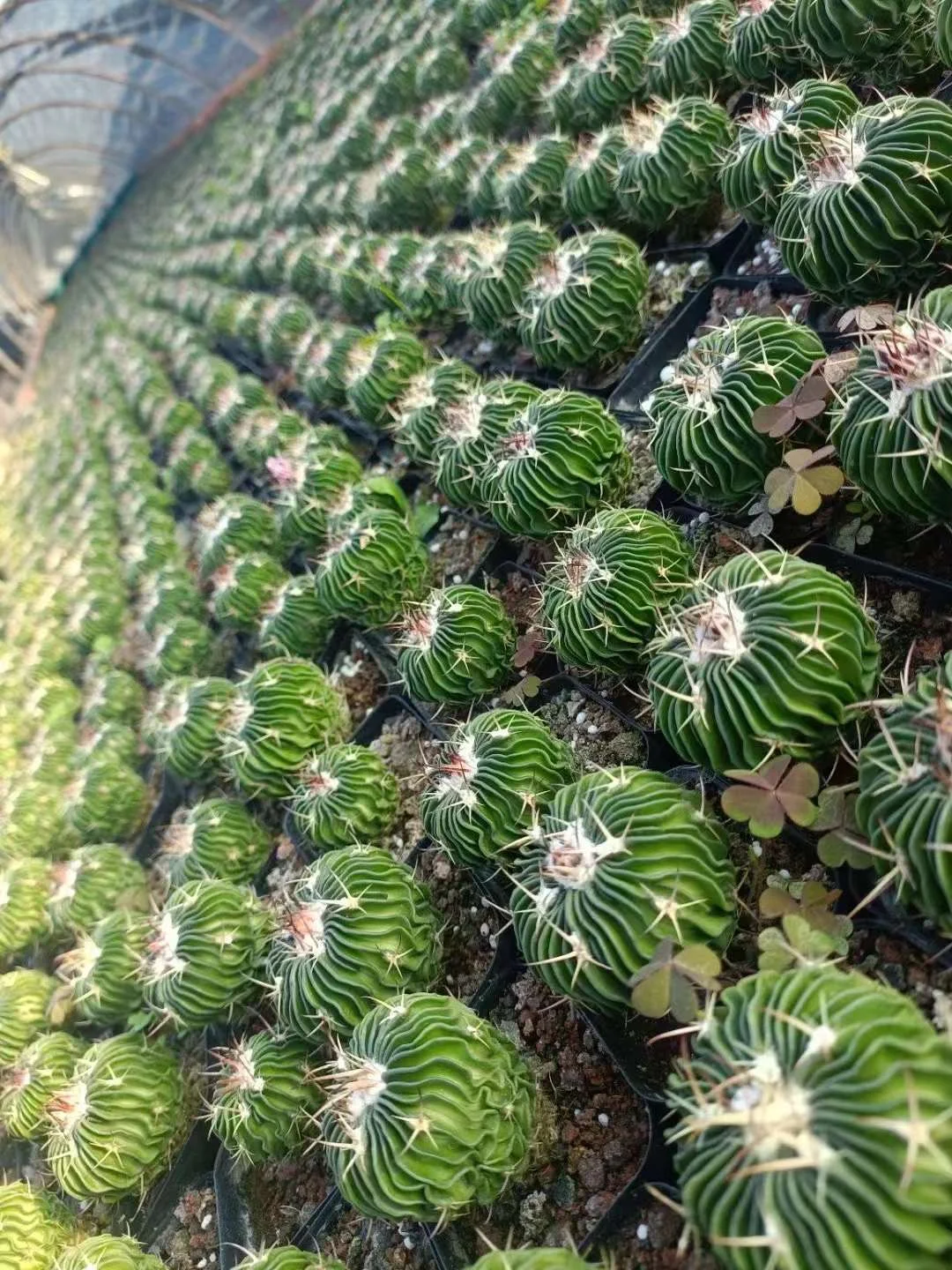 plant Aeonium Echeveria Haworthia  Caudex  Lithops Cactus  Agave 