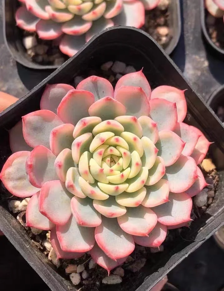 plant Aeonium Echeveria Haworthia  Caudex  Lithops Cactus  Agave 