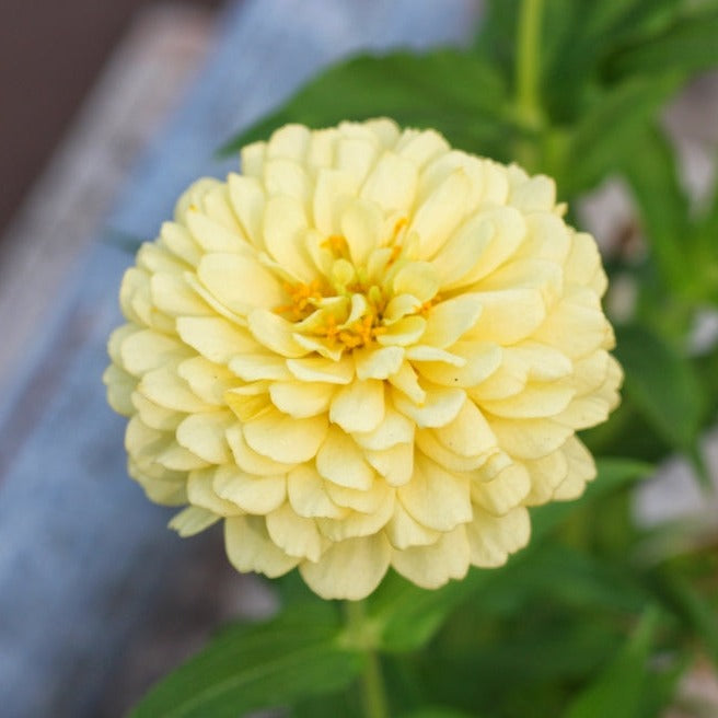 Zinnia Isabellina Creamy Yellow Flower | X 50 Seeds