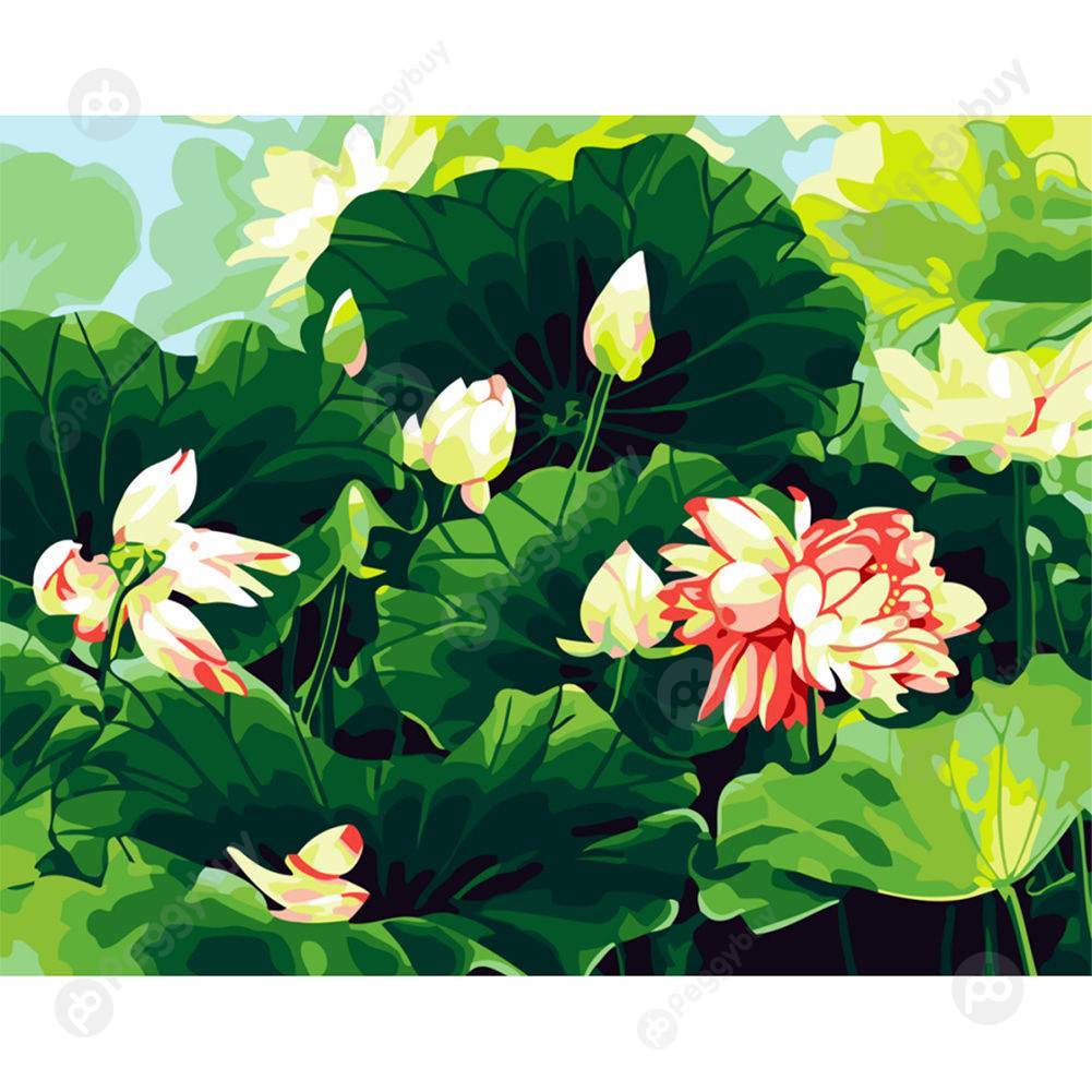 

40*50CM Paint By Numbers-Summer Lotus, 501 Original