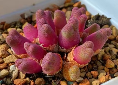 866.  c.marginatum v.haramoepense   Hoston  cluster 5-8 heads / Lithops and Conophytum  /  Succulent plants / Garden landscape / Carefully select healthy plants