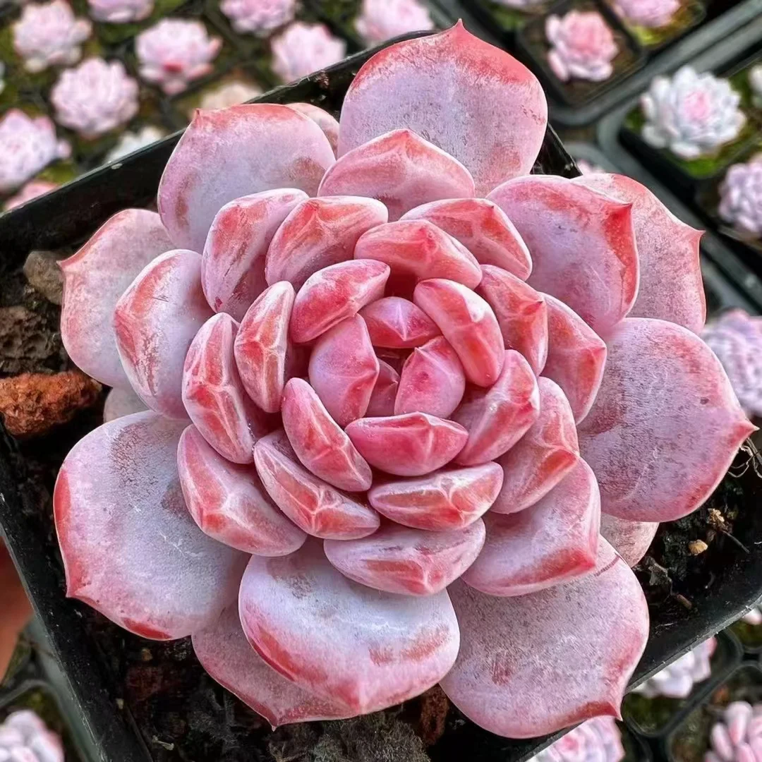 292. Jade hibiscus single head 3-4 cm /  Echeveria / Succulent plants / Garden landscape / Carefully select healthy plants