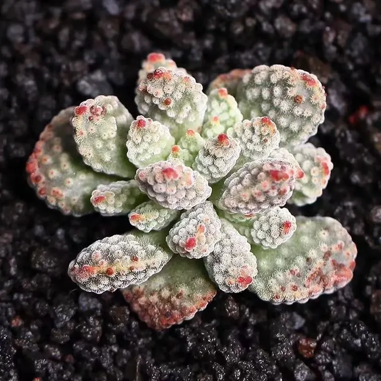 plant Aeonium Echeveria Haworthia  Caudex  Lithops Cactus  Agave 