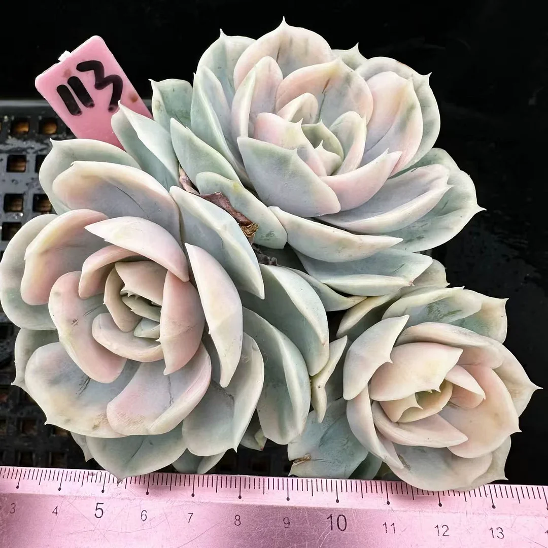 plant Aeonium Echeveria Haworthia  Caudex  Lithops Cactus  Agave 