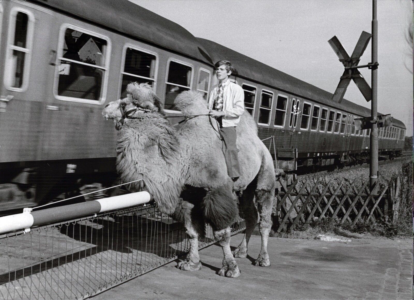 Heintje On Camel - Vintage Press Photo Poster painting Norbert Unfried (U-4288