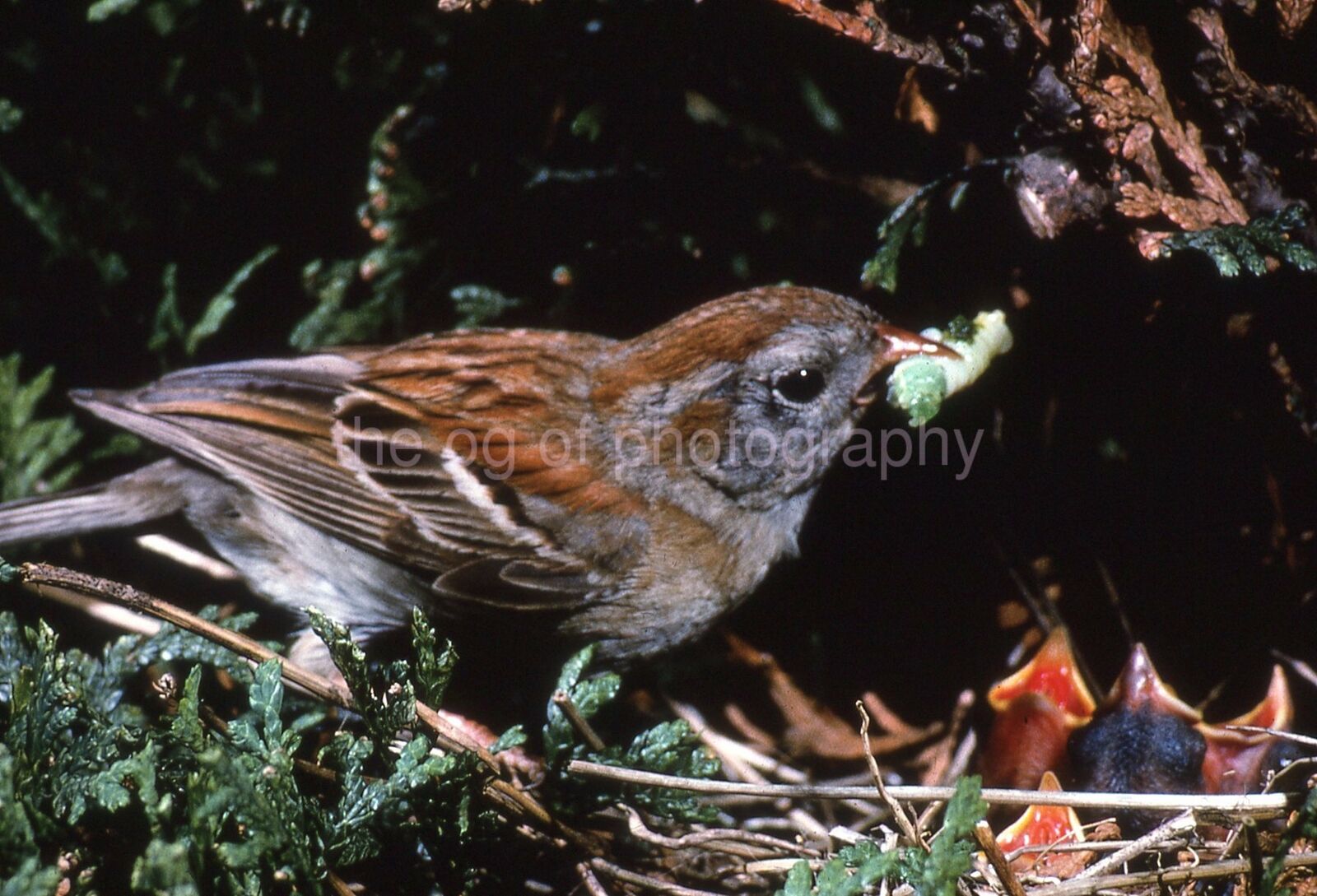 FIELD SPARROW 35mm FOUND BIRD SLIDE Vintage COLOR Photo Poster painting 15 T 22 K