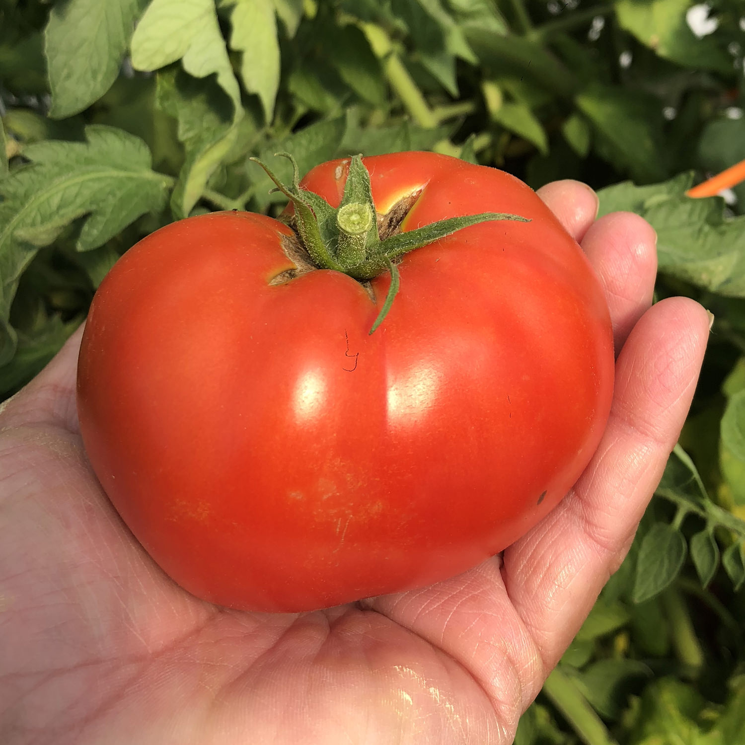 Garden Treasure Tomatoes Jonyparkseed®