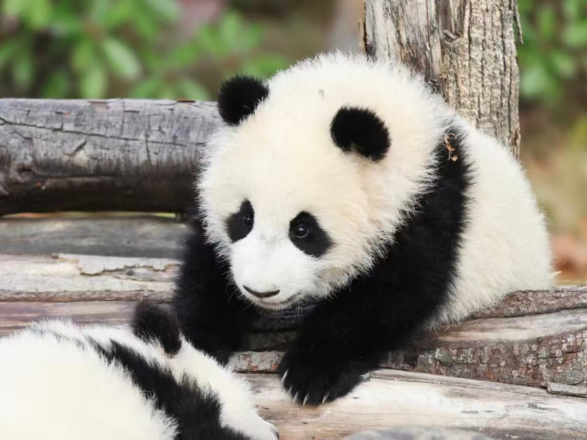 1-Day Chengdu City Custom Tour