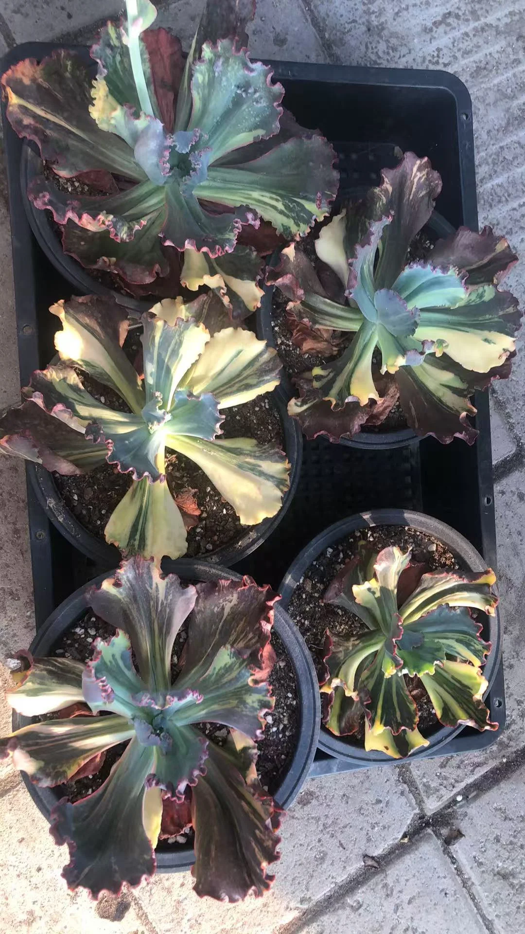 plant Aeonium Echeveria Haworthia  Caudex  Lithops Cactus  Agave 