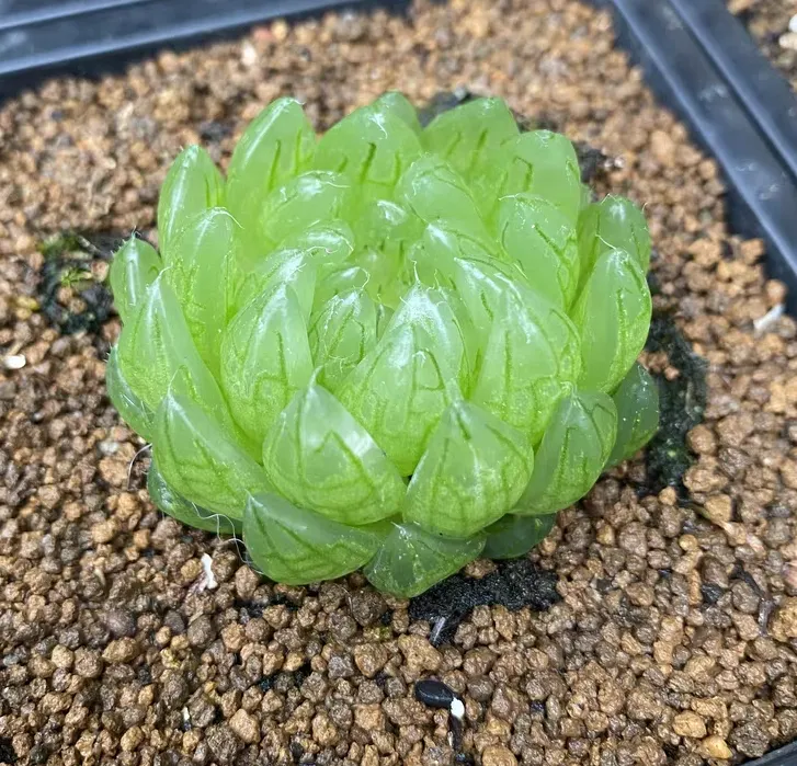 plant Aeonium Echeveria Haworthia  Caudex  Lithops Cactus  Agave 