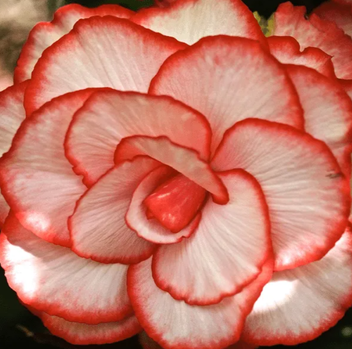 Weiß-Rote Begonienblumensamen 100 Samen